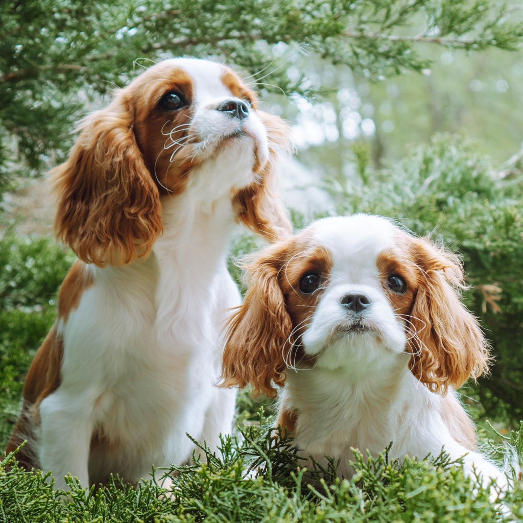 Cavalier King Charles Spaniels 2025 Calendar Ryft